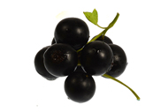 Schwarze Johannisbeeren